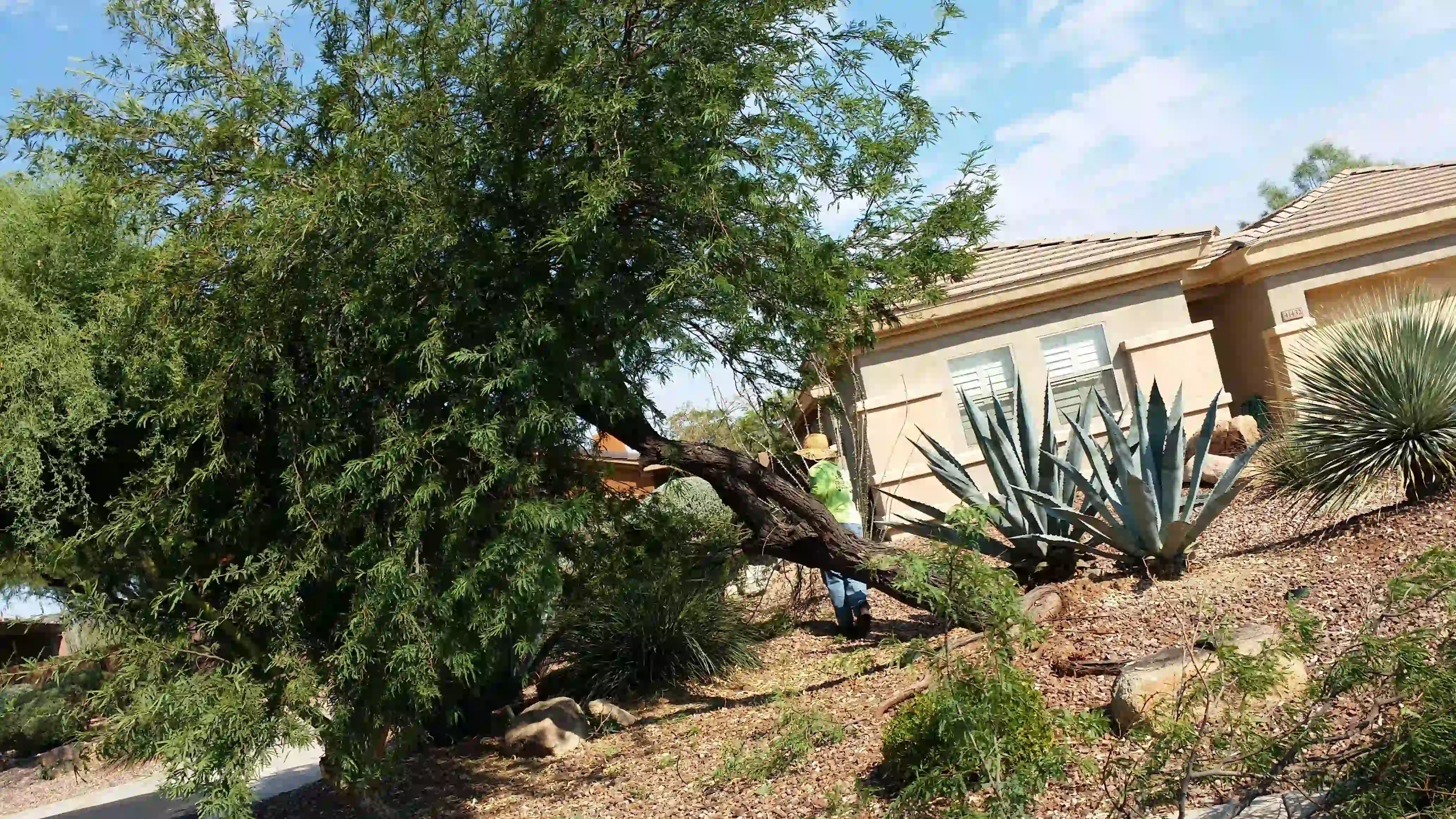 Tree trimming service