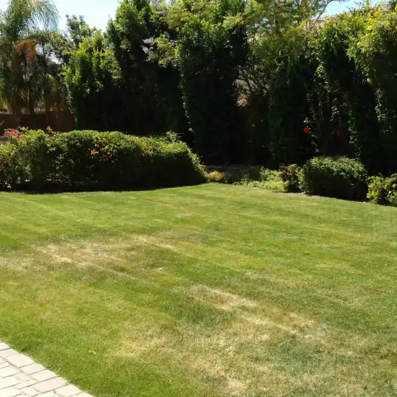 Lush green lawn lined with tall hedges
