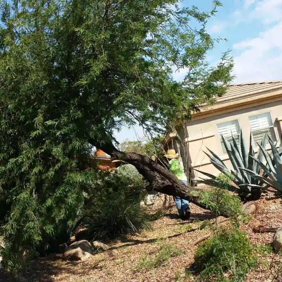 Overgrown tree being trimmed in a desert front yard