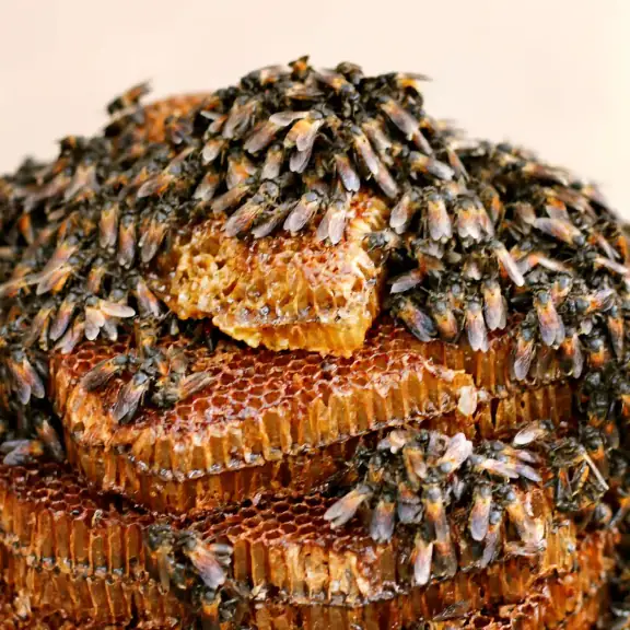 Honeycomb covered in bees