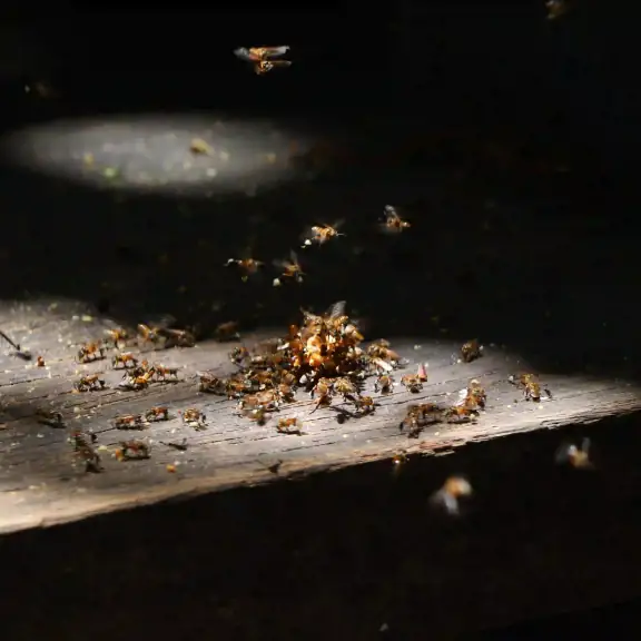 Swarm of flying bugs under a light at night