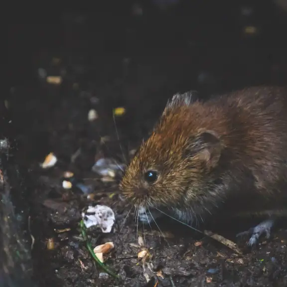 Mouse in a dark corner