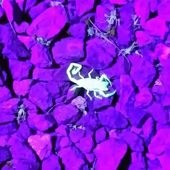 Scorpion glowing under UV light on rocks (portrait)