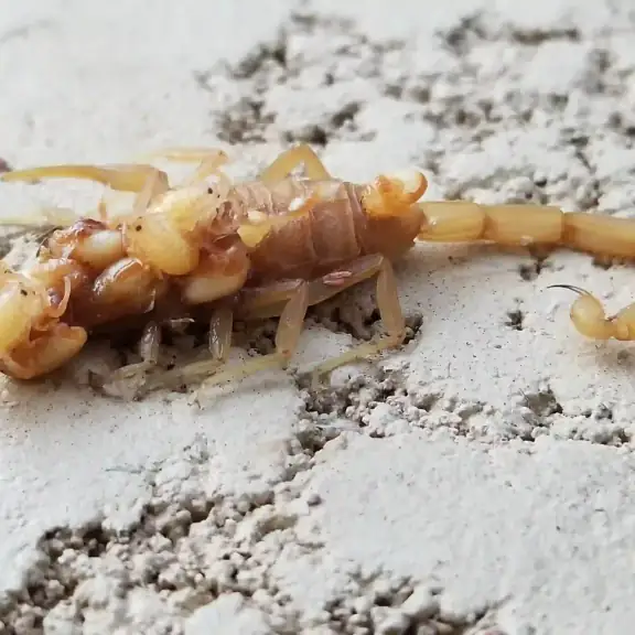 Arizona bark scorpion close up on stucco