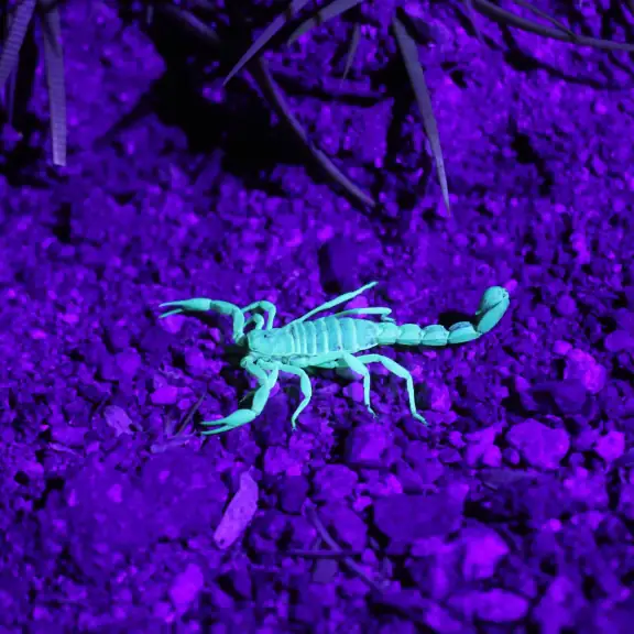Scorpion glowing blue under UV light