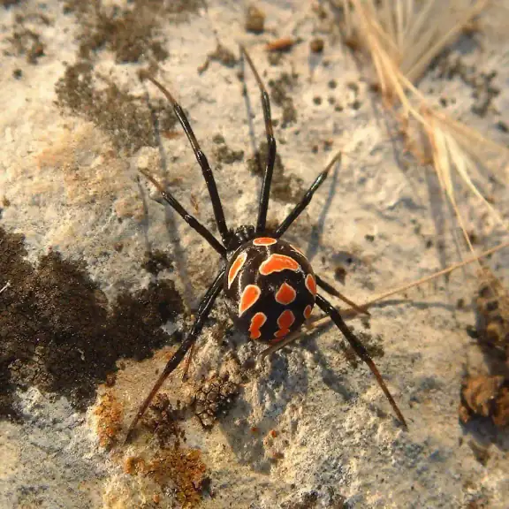 Black widow spider close up (square)