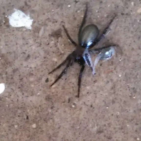 Spider on concrete (portrait)
