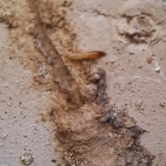 Termite mud tube on a wall
