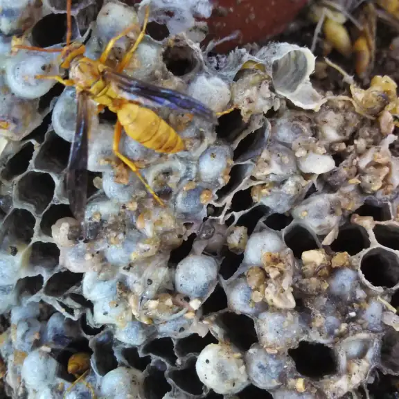 Paper wasp on its nest