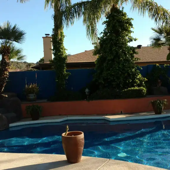 Pool framed by palm trees